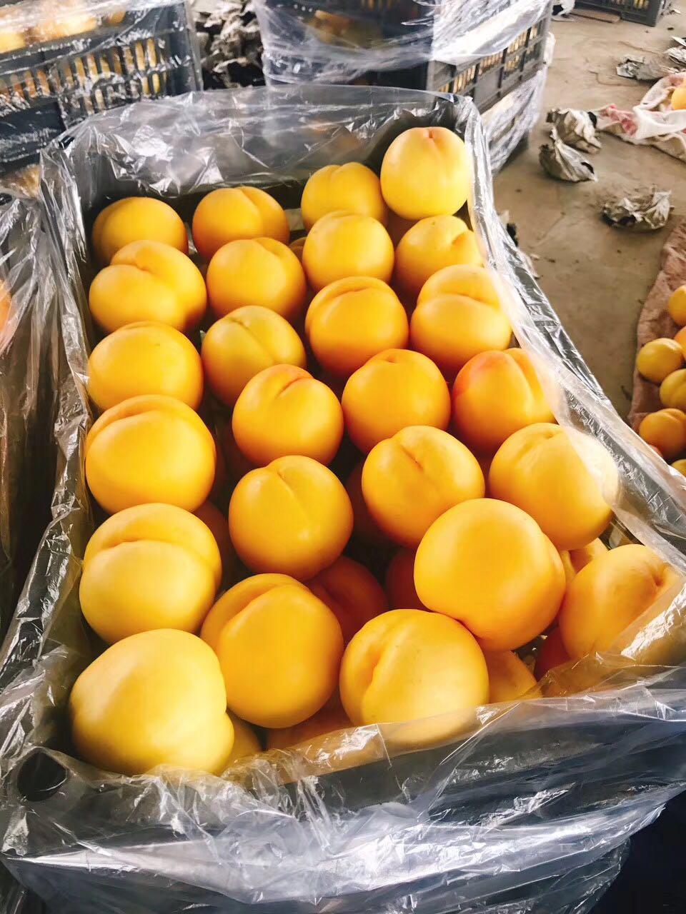 丹东特产大黄桃 桃子新鲜水果 黄金蜜桃 油桃 包邮脆甜 约5斤