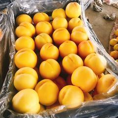 丹东特产大黄桃 桃子新鲜水果 黄金蜜桃 油桃 包邮脆甜 约5斤