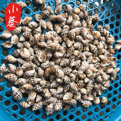 鲜活花螺海鲜贝类水产新鲜野生超特大海螺红螺香螺活鲜1斤500g